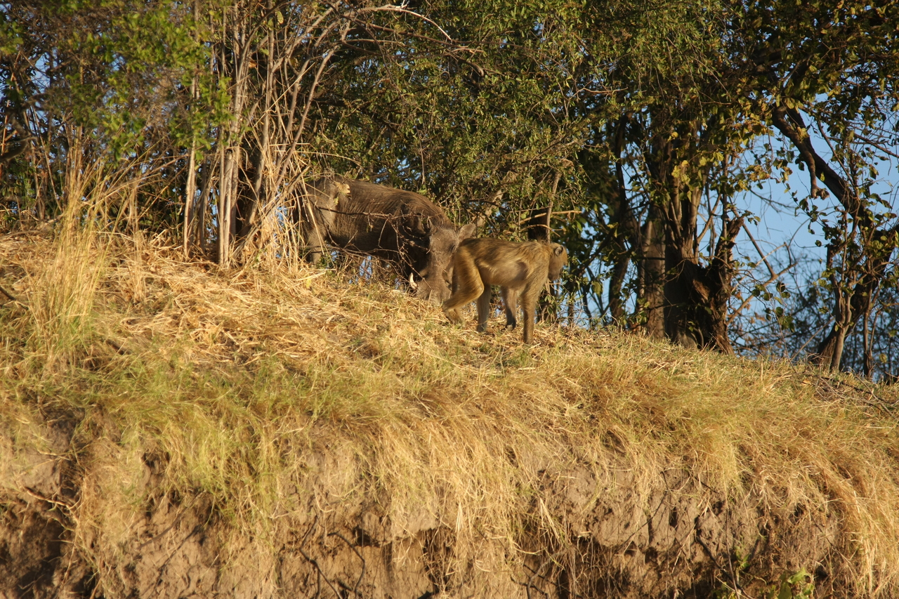 [33796] 2016_07_04_11_19_58_Africa_Canon_EOS_40D_IMG__13296.jpg