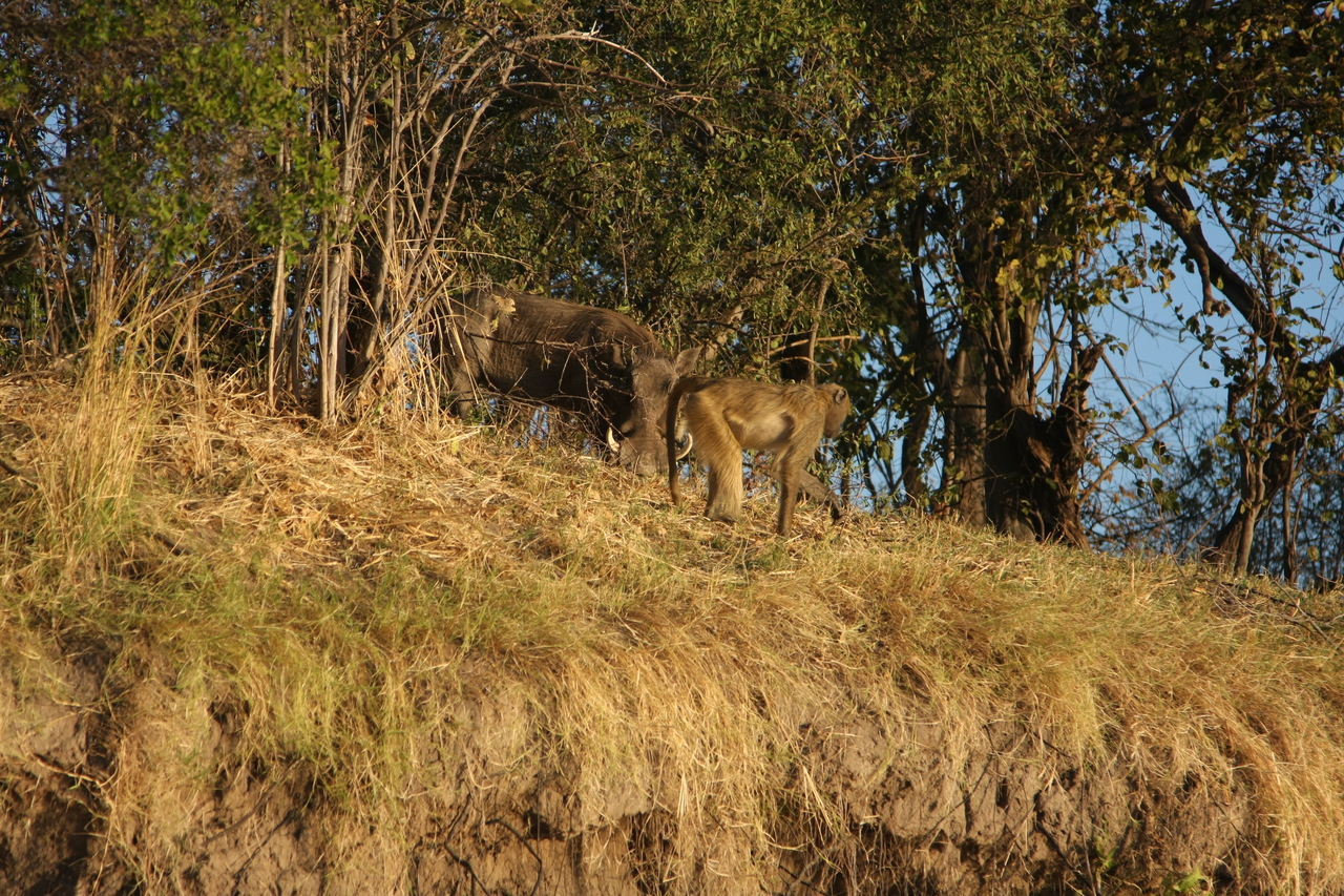 [33801] 2016_07_04_11_19_59_Africa_Canon_EOS_40D_IMG__13297.jpg