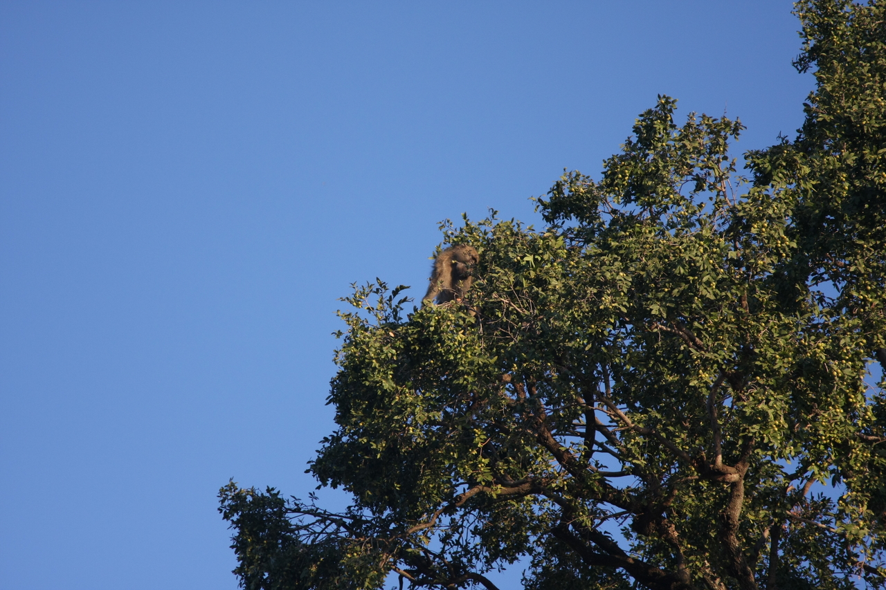 [33816] 2016_07_04_11_21_04_Africa_Canon_EOS_40D_IMG__05856.jpg
