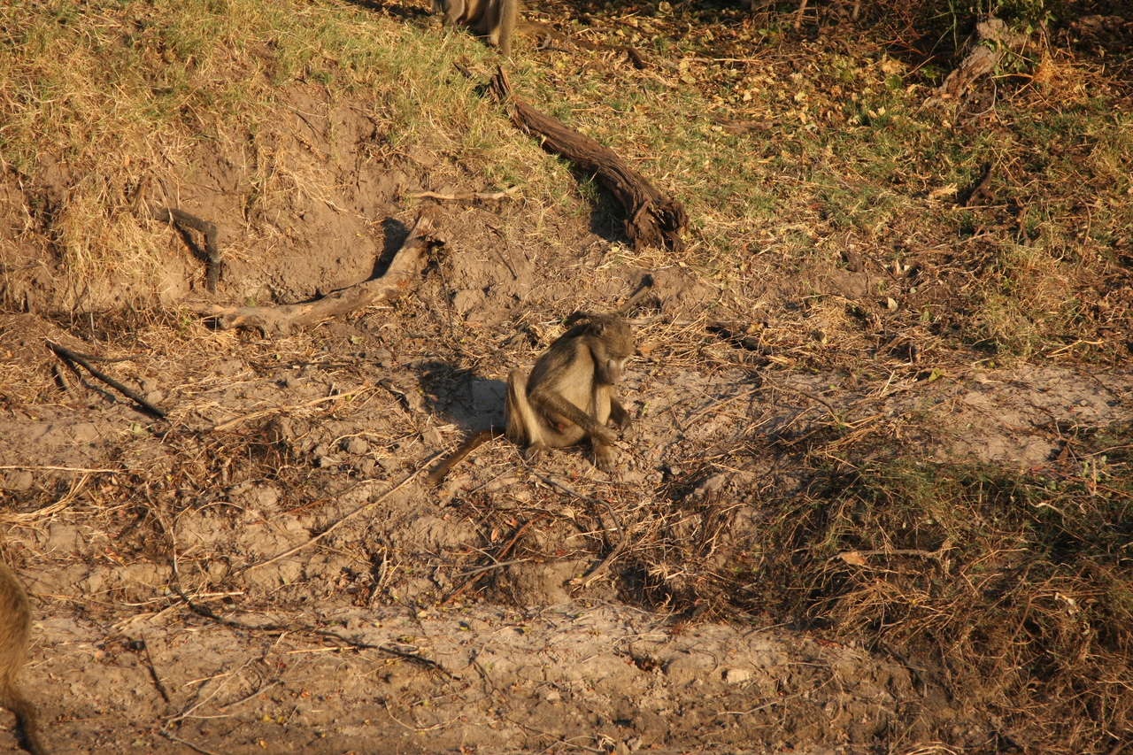 [33827] 2016_07_04_11_21_13_Africa_Canon_EOS_40D_IMG__13305.jpg