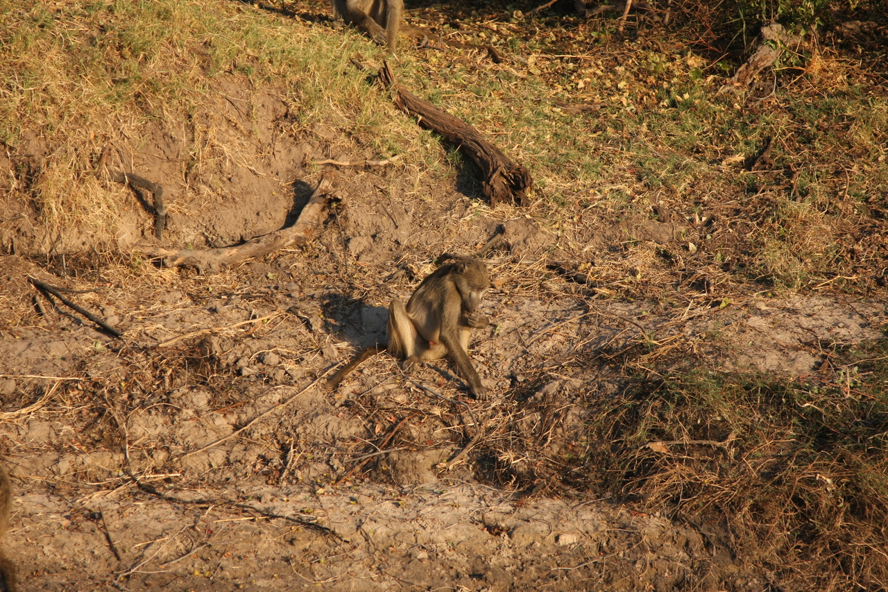 [33828] 2016_07_04_11_21_13_Africa_Canon_EOS_40D_IMG__13308.jpg