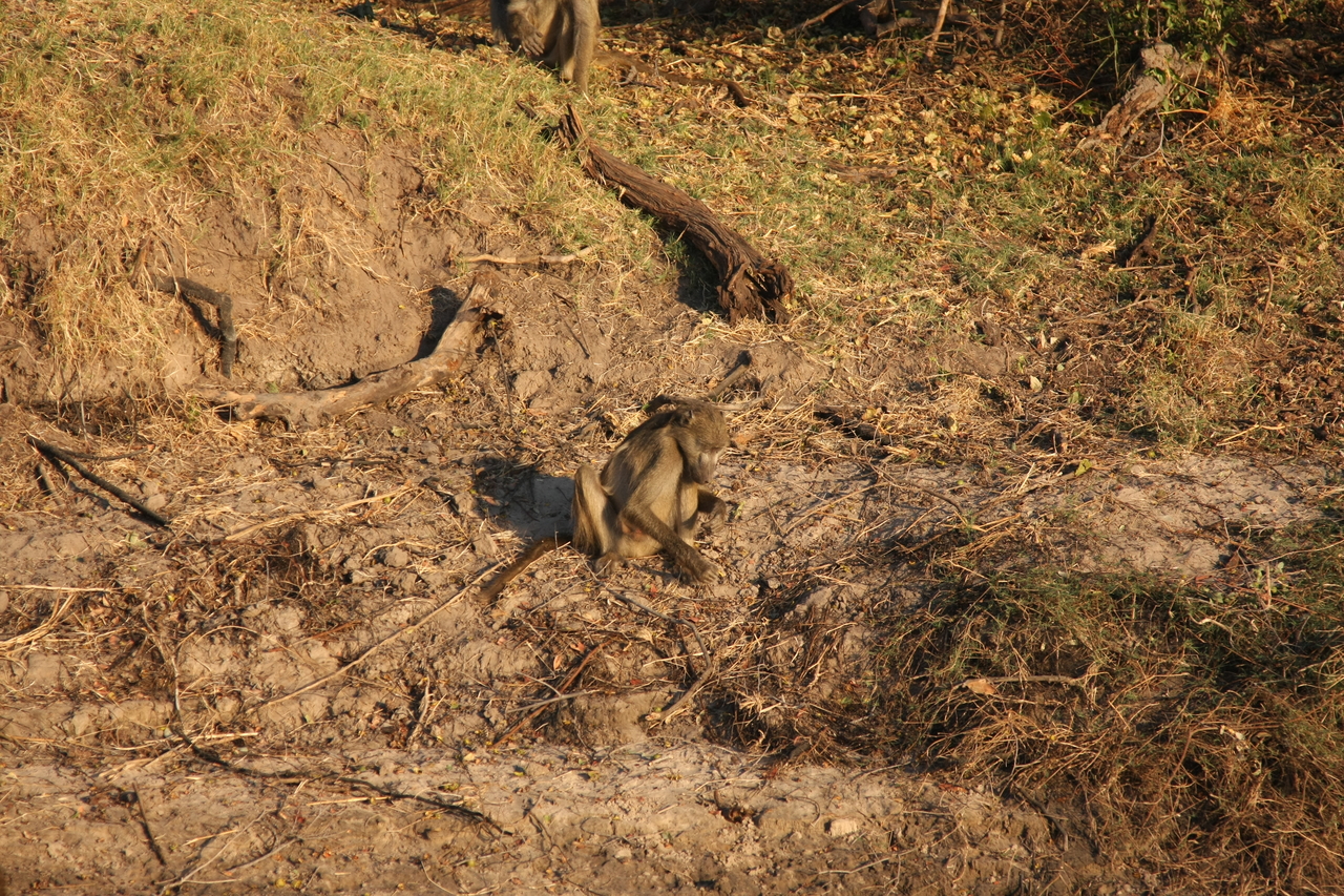 [33829] 2016_07_04_11_21_13_Africa_Canon_EOS_40D_IMG__13309.jpg