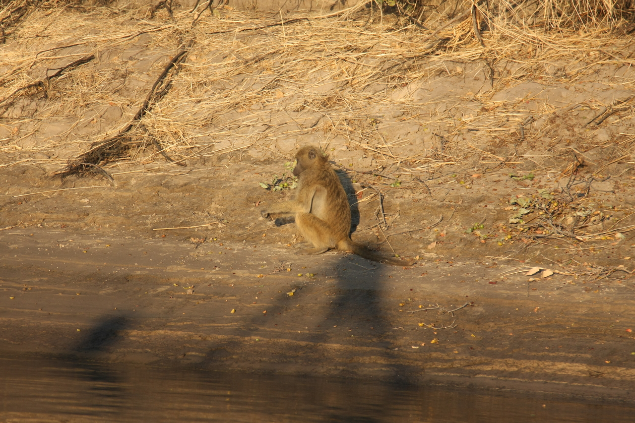[33834] 2016_07_04_11_22_35_Africa_Canon_EOS_40D_IMG__00229.jpg