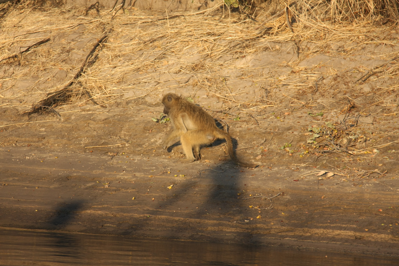 [33836] 2016_07_04_11_22_35_Africa_Canon_EOS_40D_IMG__05863.jpg
