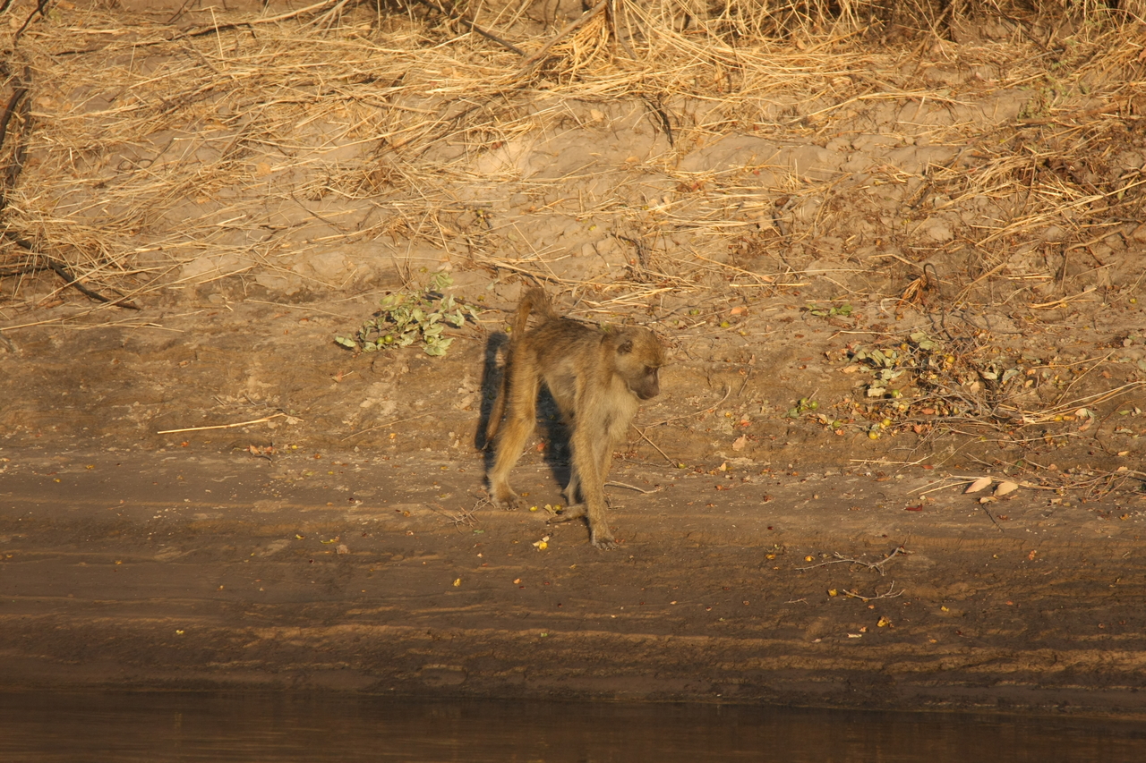 [33848] 2016_07_04_11_22_47_Africa_Canon_EOS_40D_IMG__05867.jpg