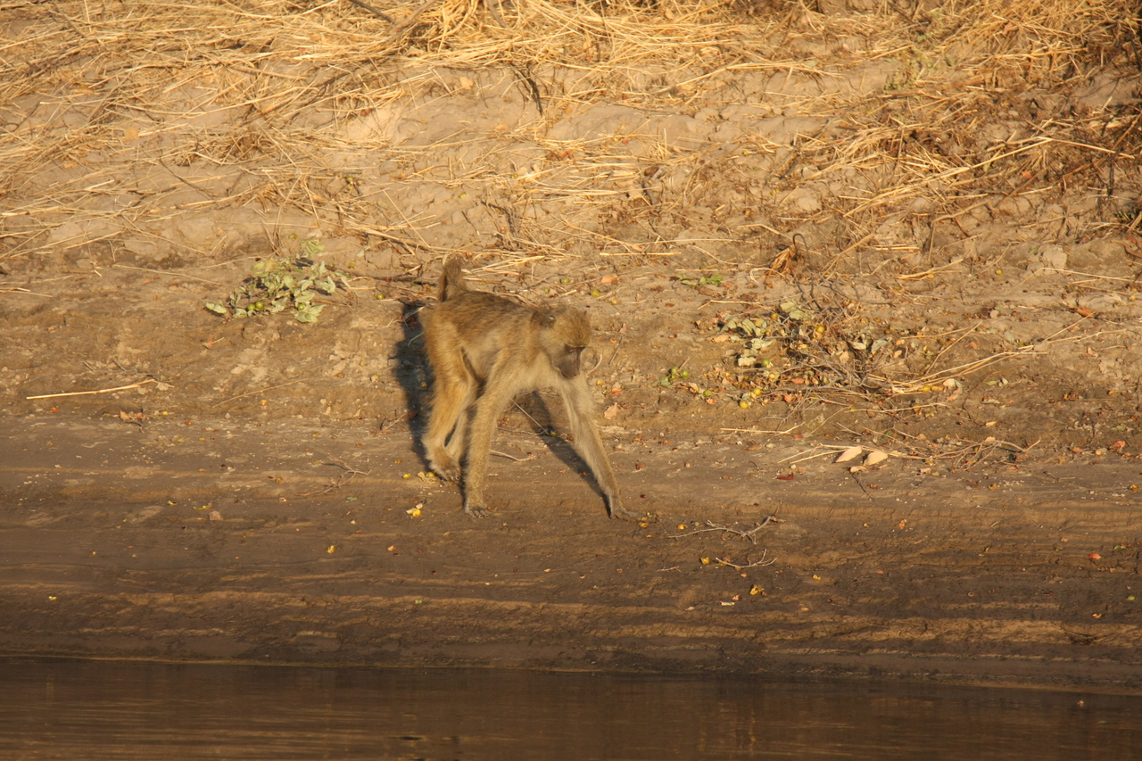 [33852] 2016_07_04_11_22_47_Africa_Canon_EOS_40D_IMG__13315.jpg