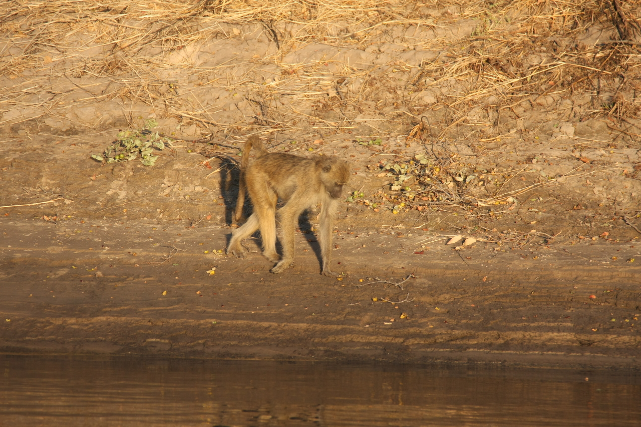 [33853] 2016_07_04_11_22_47_Africa_Canon_EOS_40D_IMG__13316.jpg