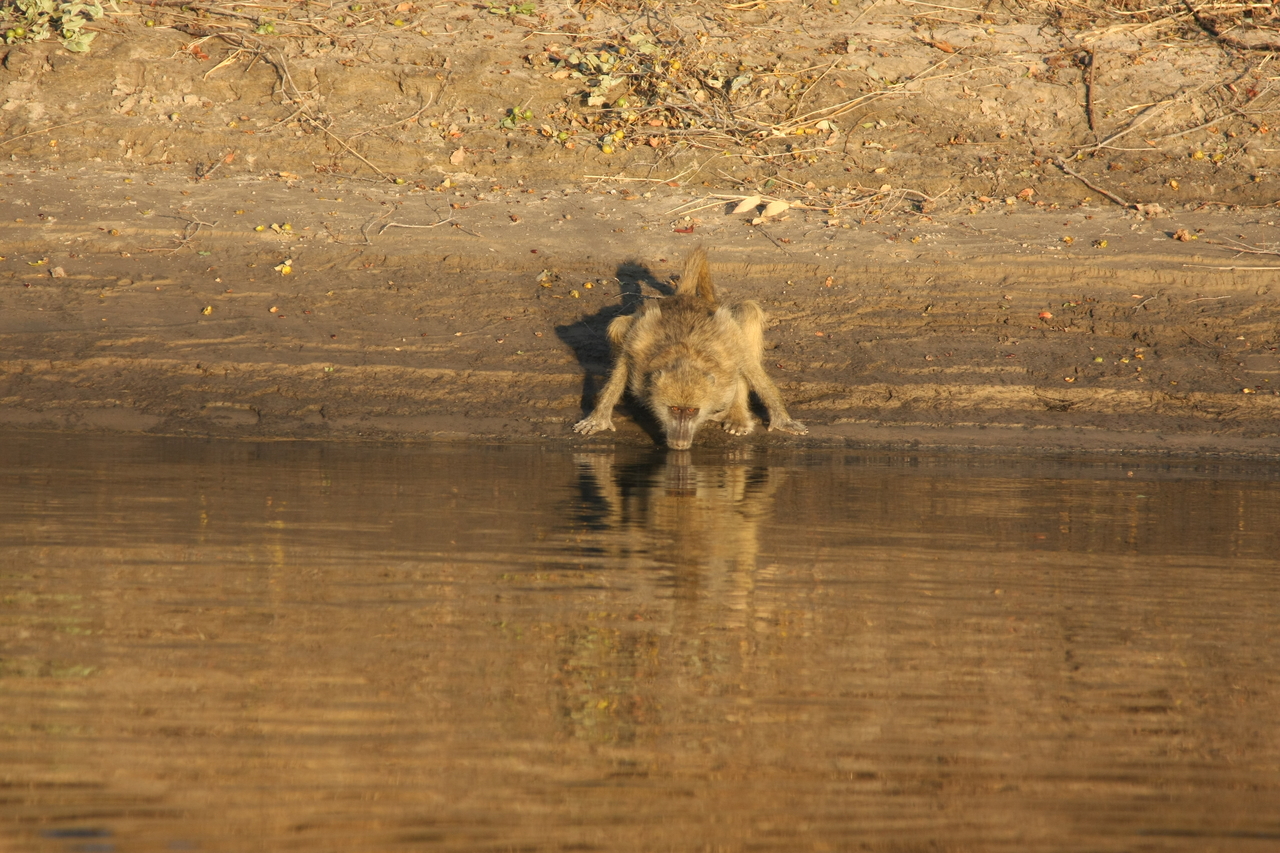 [33861] 2016_07_04_11_22_54_Africa_Canon_EOS_40D_IMG__05873.jpg