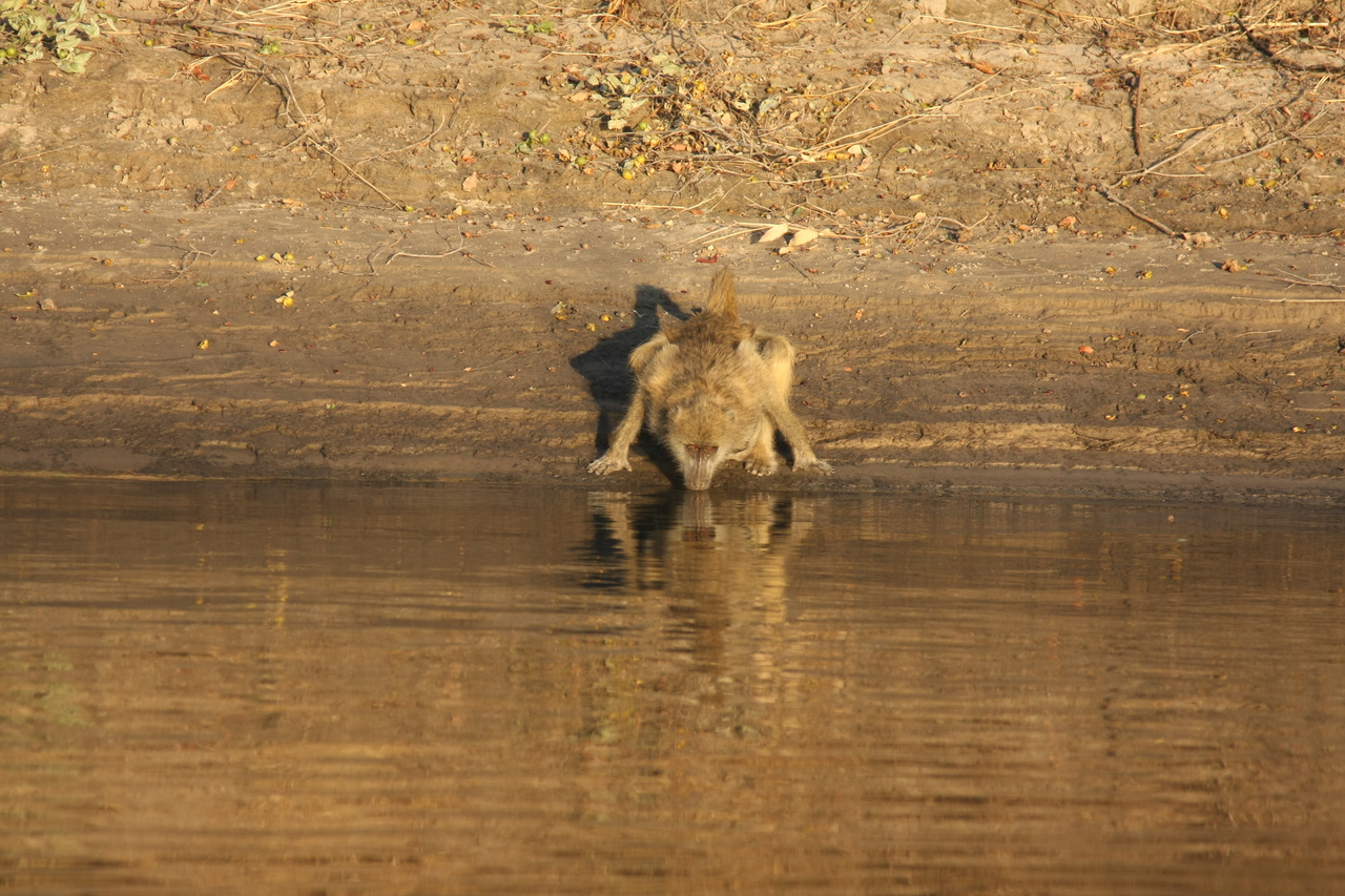 [33863] 2016_07_04_11_22_54_Africa_Canon_EOS_40D_IMG__13319.jpg