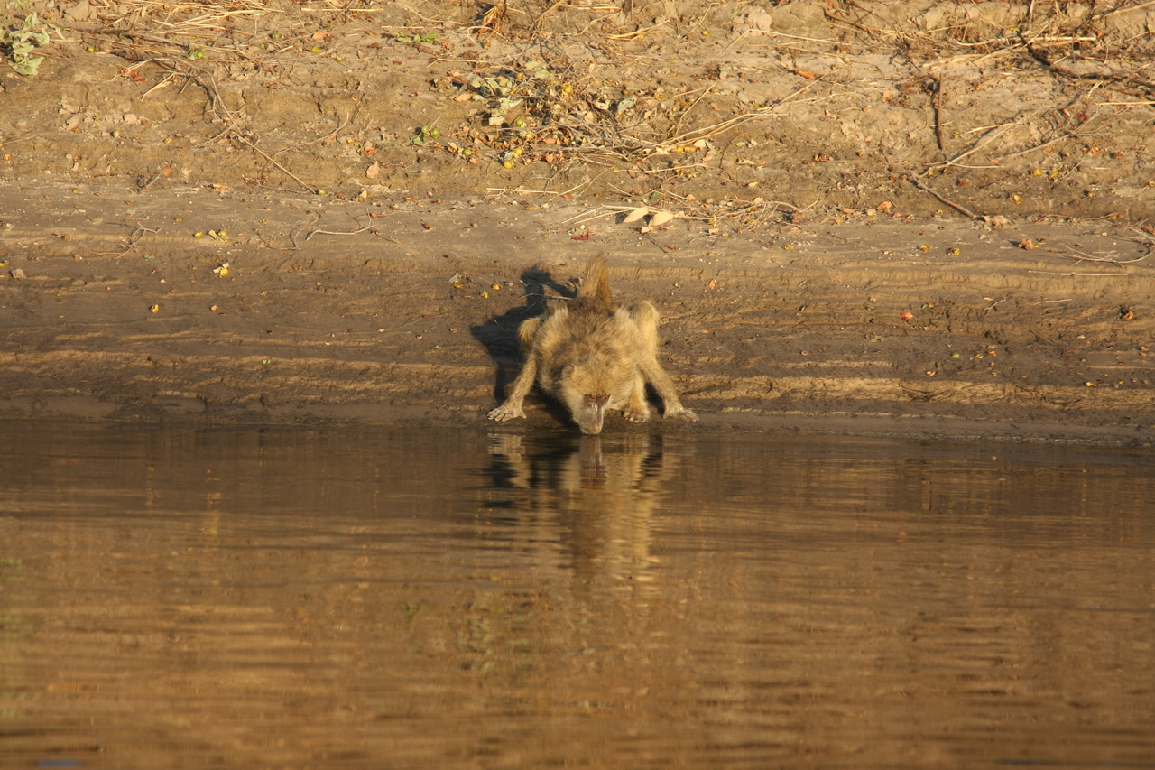 [33873] 2016_07_04_11_22_55_Africa_Canon_EOS_40D_IMG__13323.jpg