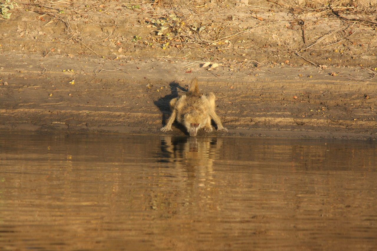 [33875] 2016_07_04_11_22_56_Africa_Canon_EOS_40D_IMG__00243.jpg