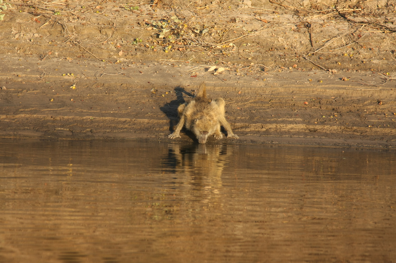 [33883] 2016_07_04_11_22_57_Africa_Canon_EOS_40D_IMG__05880.jpg