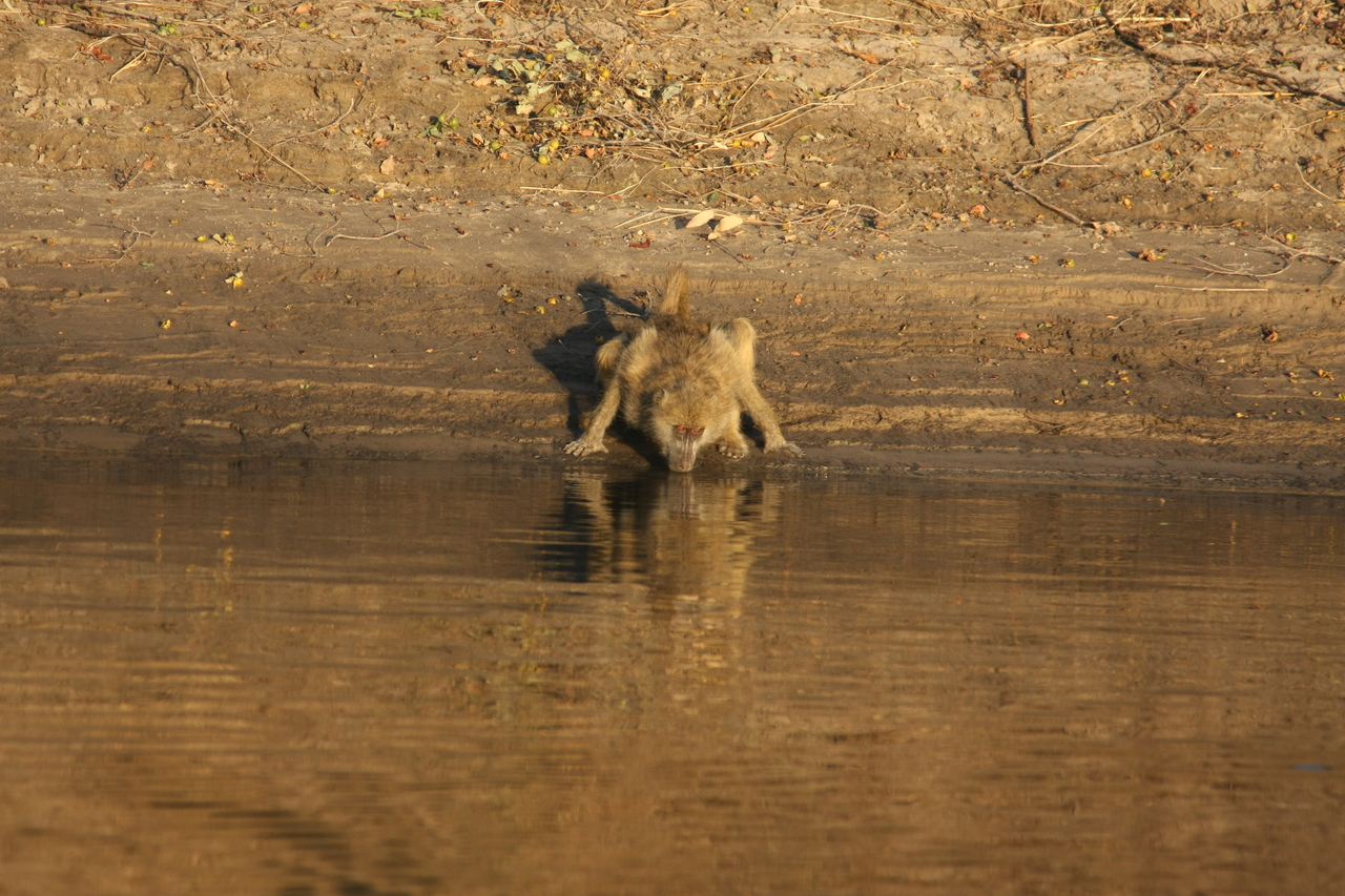 [33895] 2016_07_04_11_22_58_Africa_Canon_EOS_40D_IMG__13332.jpg
