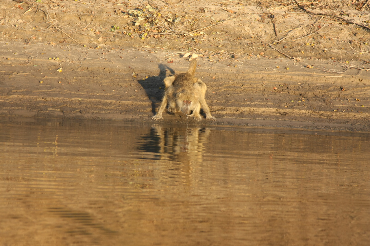 [33901] 2016_07_04_11_22_59_Africa_Canon_EOS_40D_IMG__05888.jpg