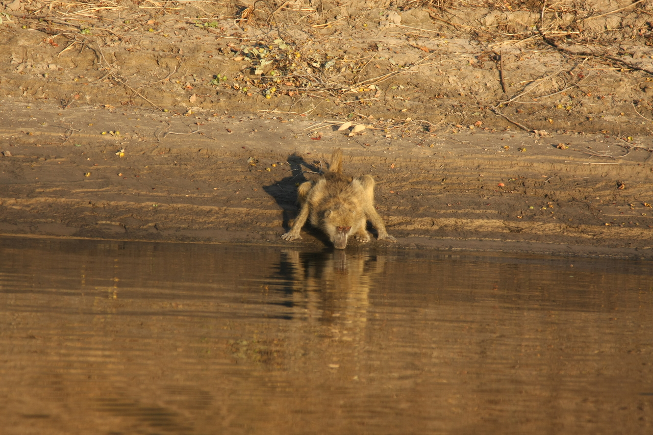 [33903] 2016_07_04_11_22_59_Africa_Canon_EOS_40D_IMG__13334.jpg