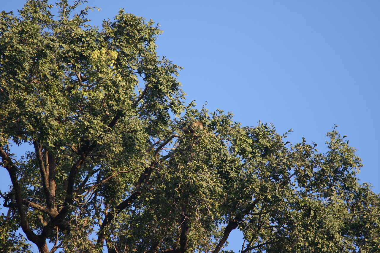 [33906] 2016_07_04_11_23_12_Africa_Canon_EOS_40D_IMG__00255.jpg