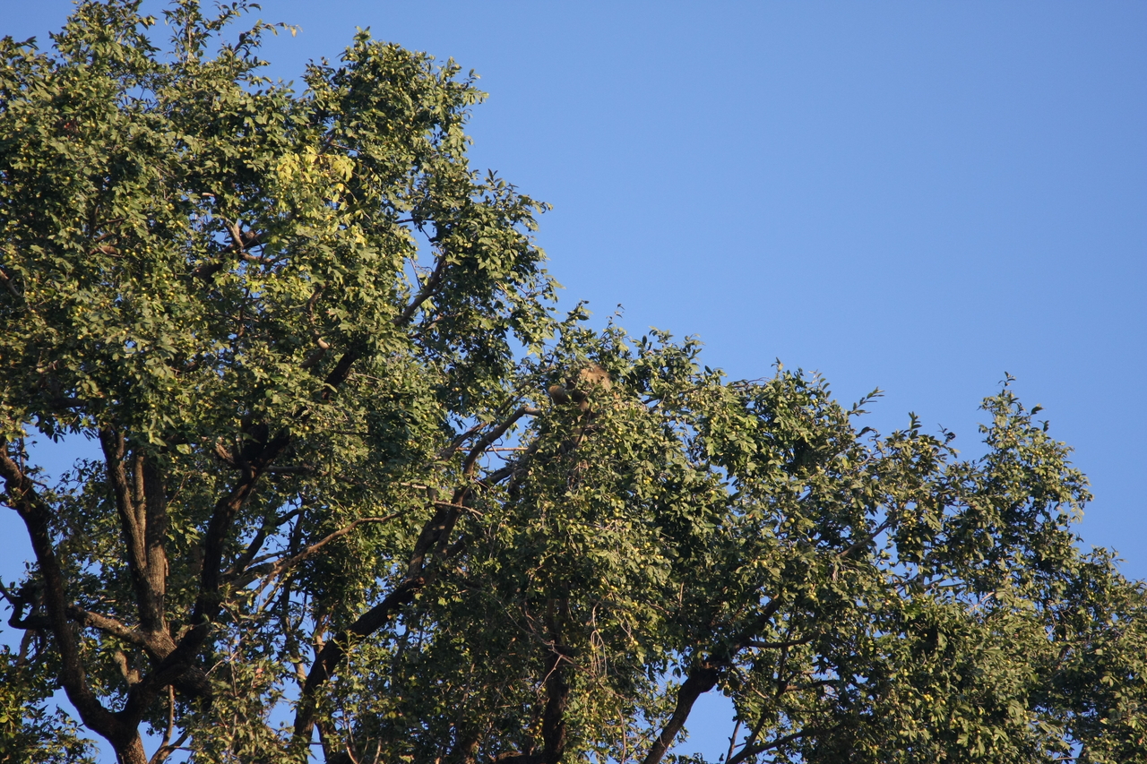 [33907] 2016_07_04_11_23_12_Africa_Canon_EOS_40D_IMG__00256.jpg