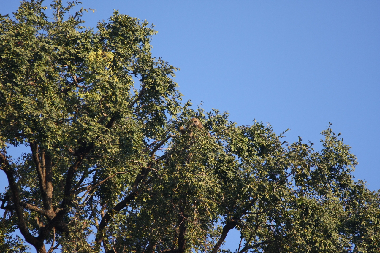 [33915] 2016_07_04_11_23_13_Africa_Canon_EOS_40D_IMG__00259.jpg
