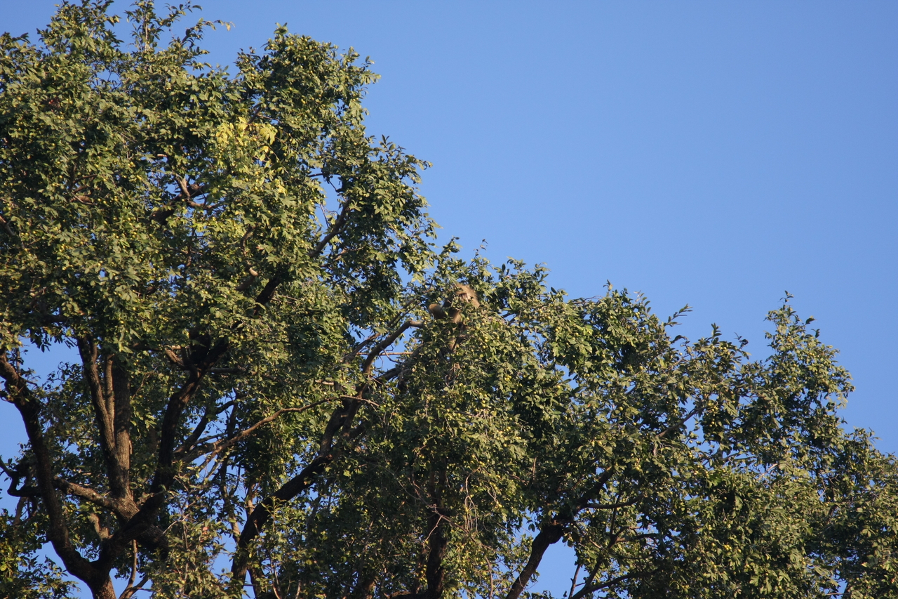 [33918] 2016_07_04_11_23_13_Africa_Canon_EOS_40D_IMG__13339.jpg