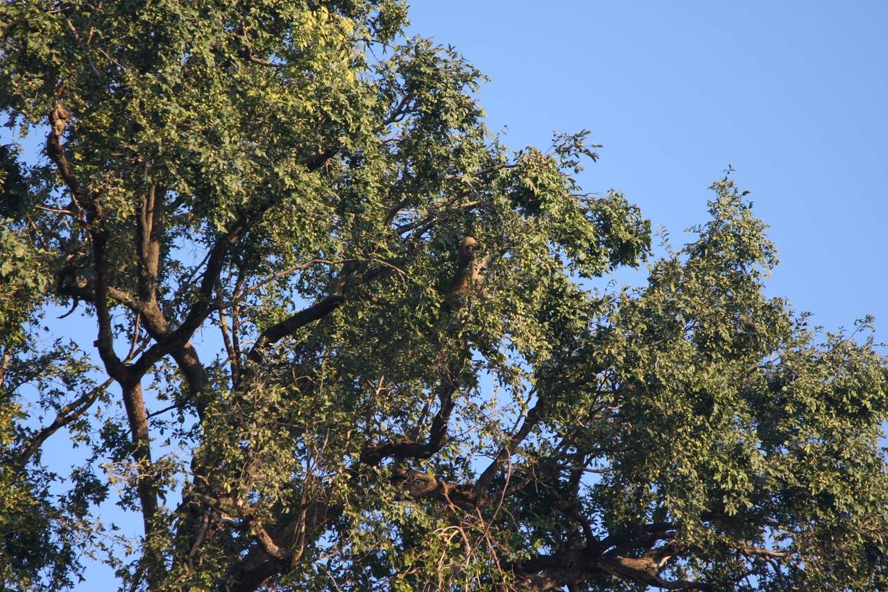 [33939] 2016_07_04_11_23_33_Africa_Canon_EOS_40D_IMG__00267.jpg