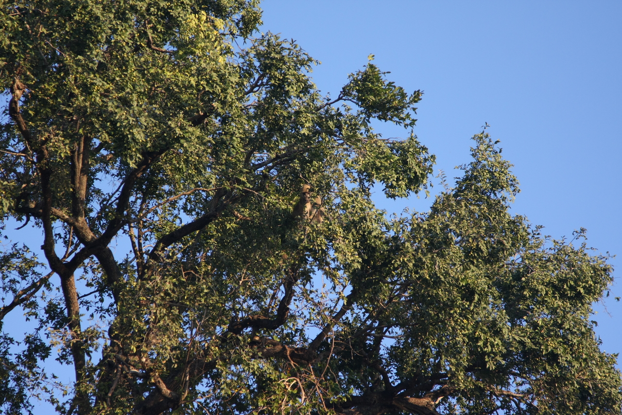 [33940] 2016_07_04_11_23_33_Africa_Canon_EOS_40D_IMG__00268.jpg