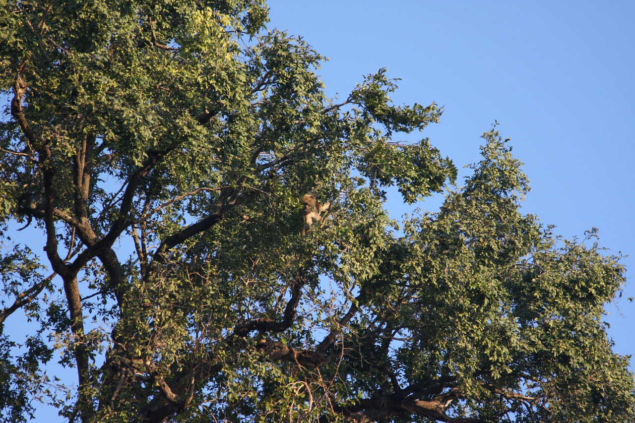 [33947] 2016_07_04_11_23_34_Africa_Canon_EOS_40D_IMG__00270.jpg
