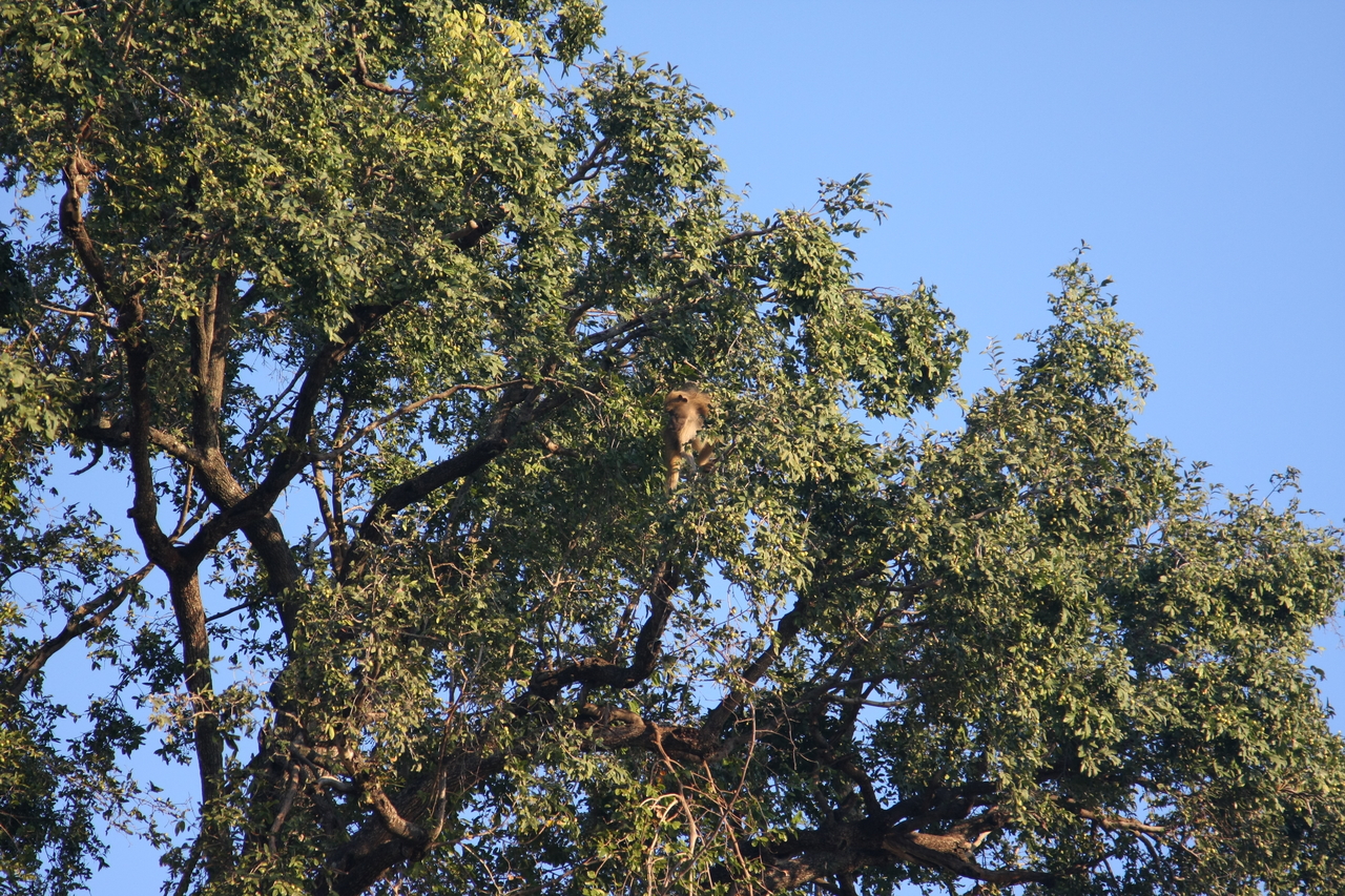 [33952] 2016_07_04_11_23_34_Africa_Canon_EOS_40D_IMG__13353.jpg