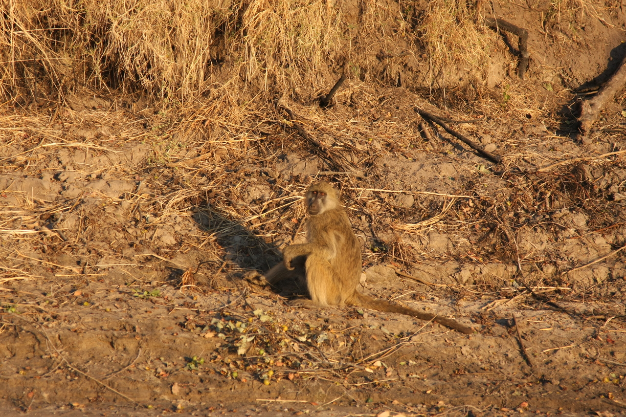 [33976] 2016_07_04_11_26_39_Africa_Canon_EOS_40D_IMG__00282.jpg