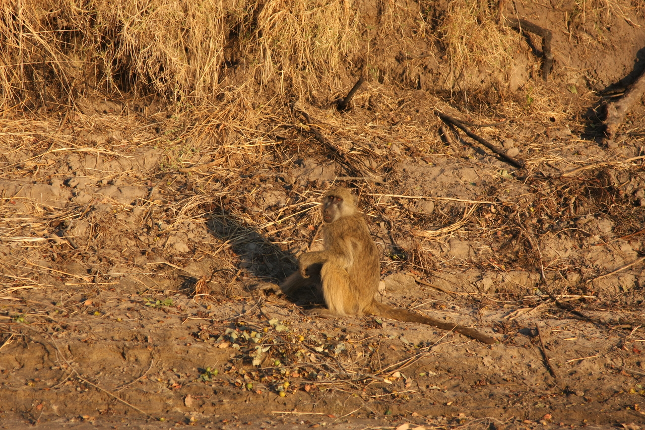 [33980] 2016_07_04_11_26_39_Africa_Canon_EOS_40D_IMG__13361.jpg