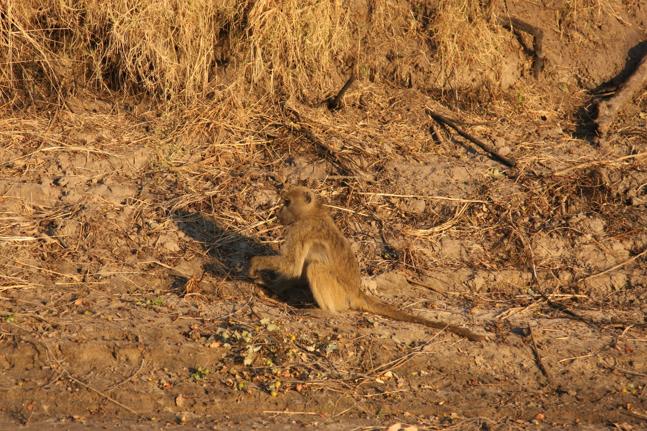 [33984] 2016_07_04_11_26_40_Africa_Canon_EOS_40D_IMG__05918.jpg