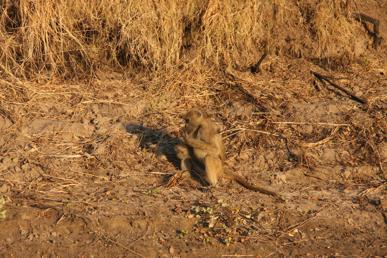 [33987] 2016_07_04_11_26_45_Africa_Canon_EOS_40D_IMG__00285.jpg