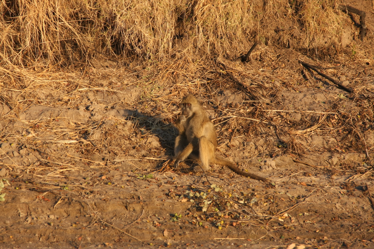 [33996] 2016_07_04_11_26_49_Africa_Canon_EOS_40D_IMG__00288.jpg