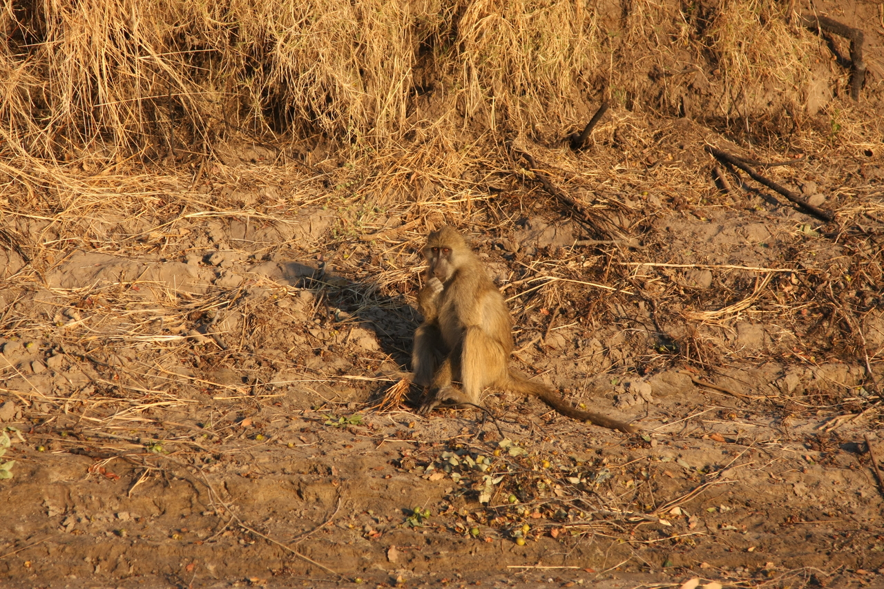 [33997] 2016_07_04_11_26_49_Africa_Canon_EOS_40D_IMG__00289.jpg