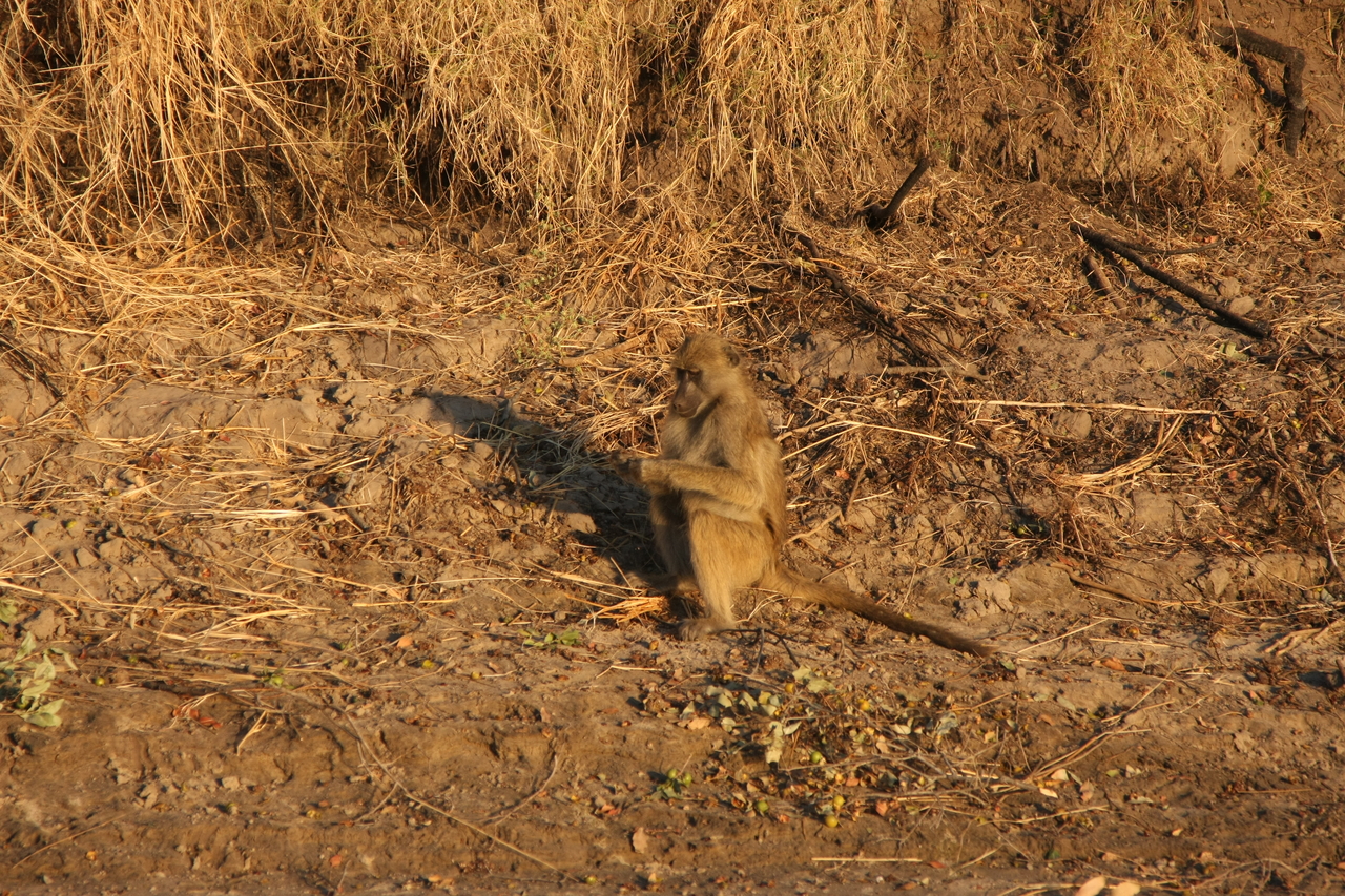 [34018] 2016_07_04_11_27_09_Africa_Canon_EOS_40D_IMG__00297.jpg