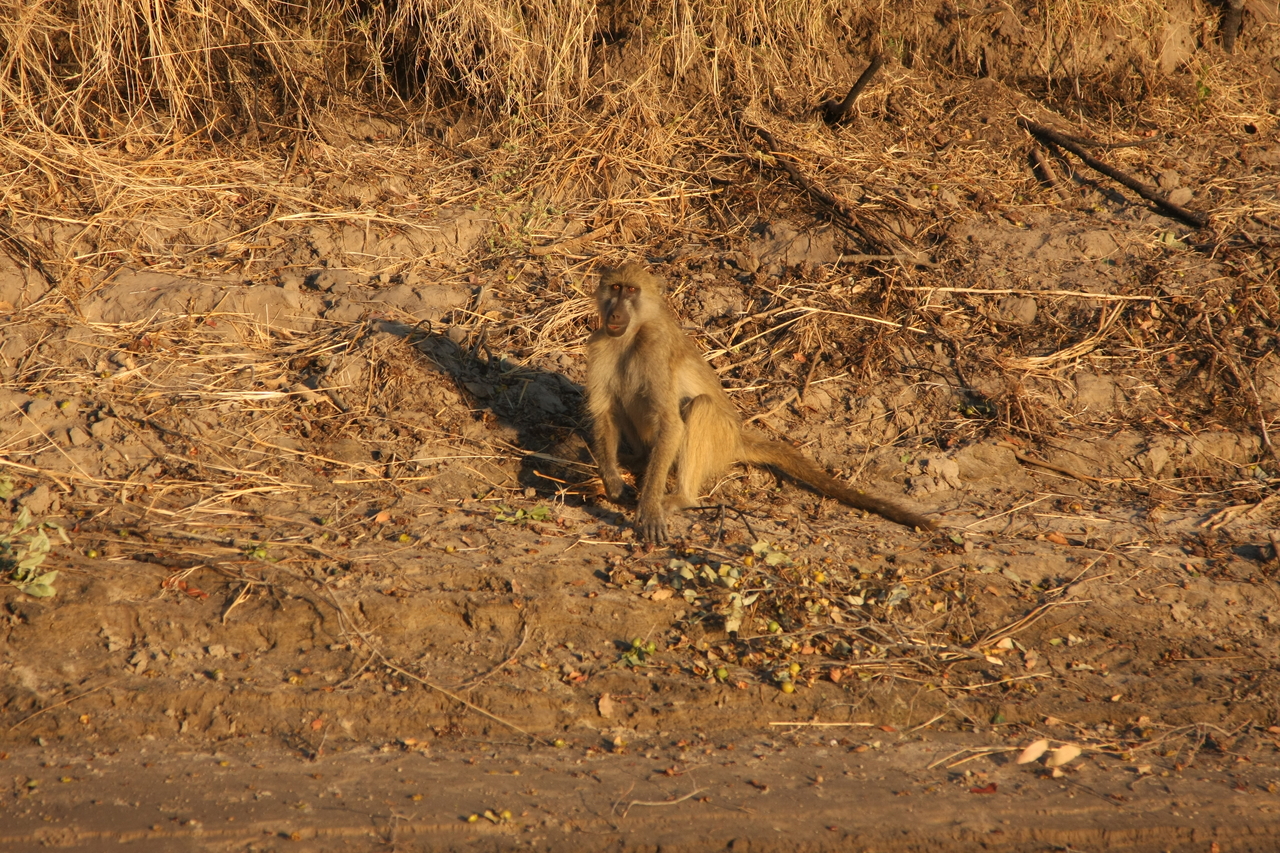 [34019] 2016_07_04_11_27_09_Africa_Canon_EOS_40D_IMG__05930.jpg