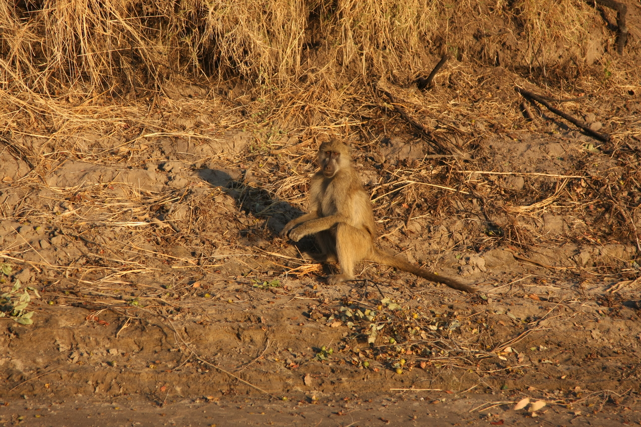 [34023] 2016_07_04_11_27_09_Africa_Canon_EOS_40D_IMG__13378.jpg