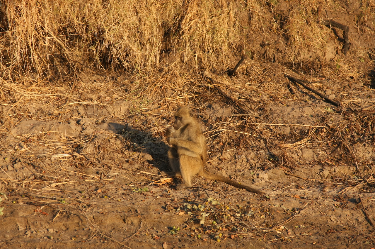 [34030] 2016_07_04_11_27_10_Africa_Canon_EOS_40D_IMG__13381.jpg