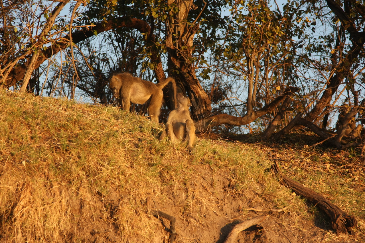 [34040] 2016_07_04_11_27_19_Africa_Canon_EOS_40D_IMG__00304.jpg