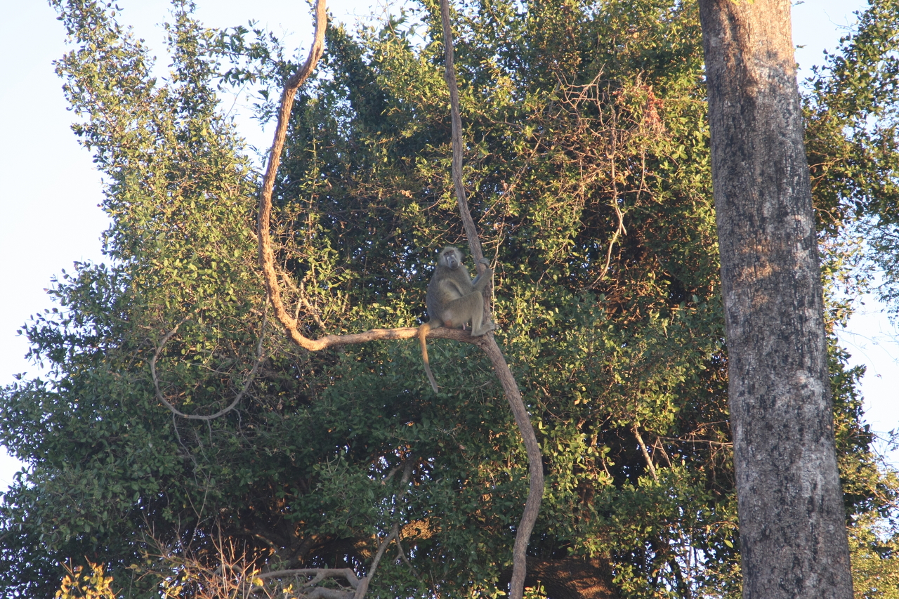 [34051] 2016_07_04_11_28_51_Africa_Canon_EOS_40D_IMG__13389.jpg