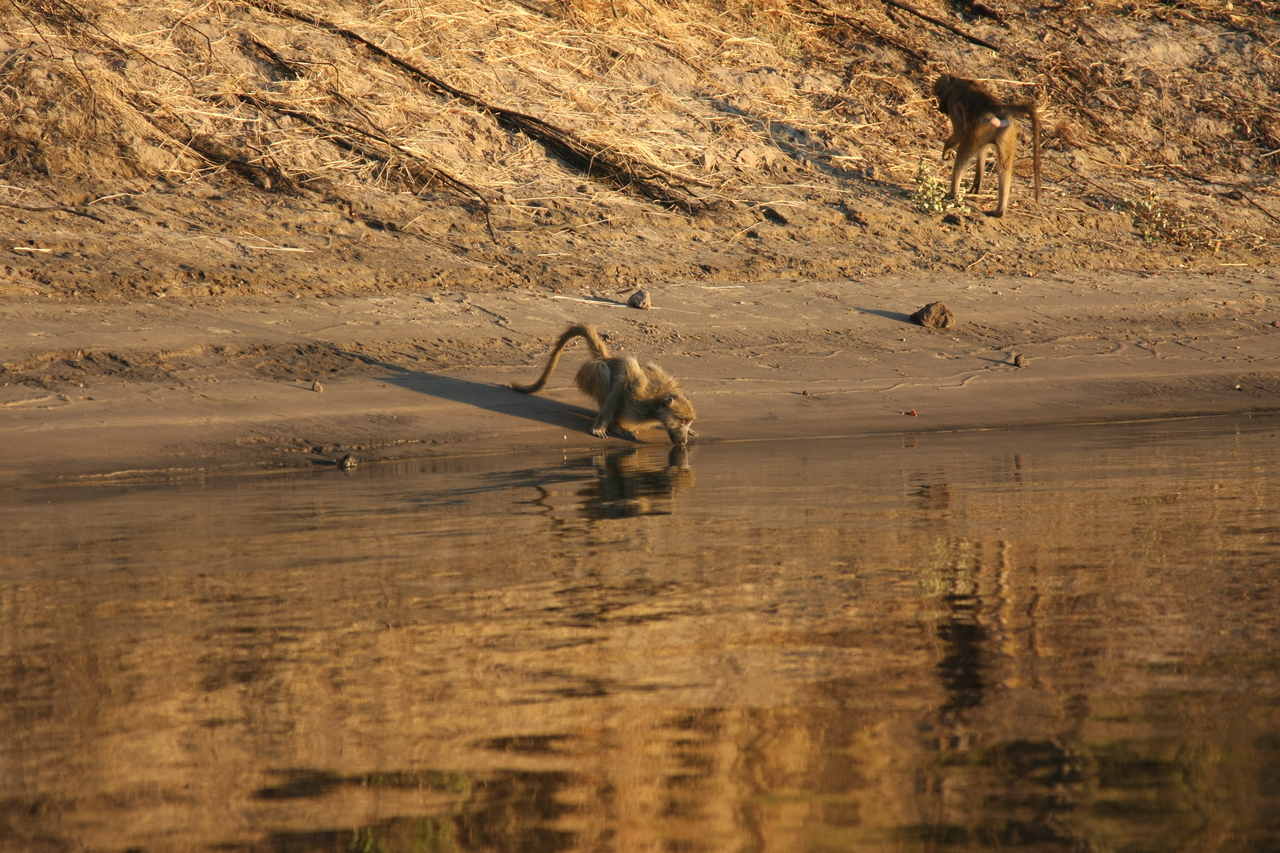 [34063] 2016_07_04_11_30_40_Africa_Canon_EOS_40D_IMG__13393.jpg