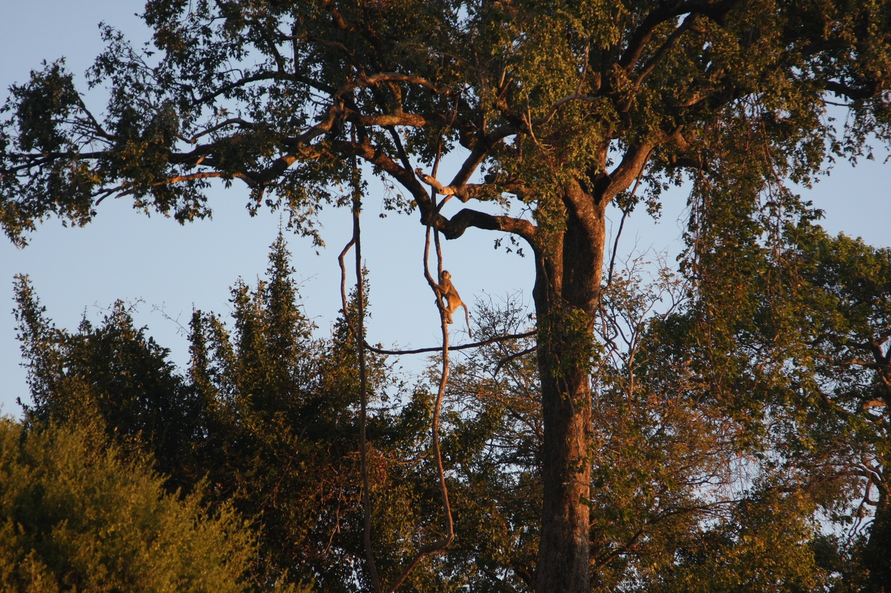 [34074] 2016_07_04_11_32_26_Africa_Canon_EOS_40D_IMG__00315.jpg