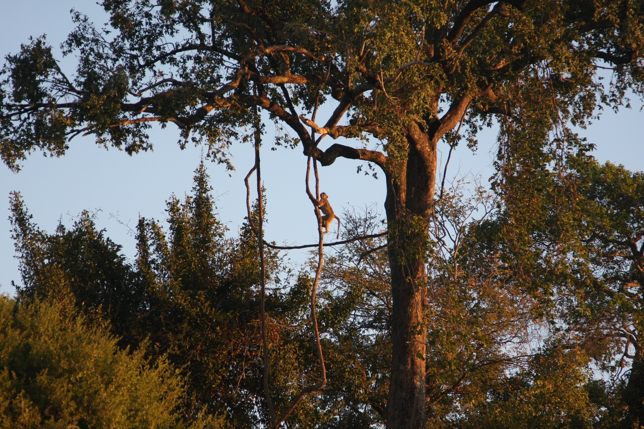 [34079] 2016_07_04_11_32_26_Africa_Canon_EOS_40D_IMG__13396.jpg