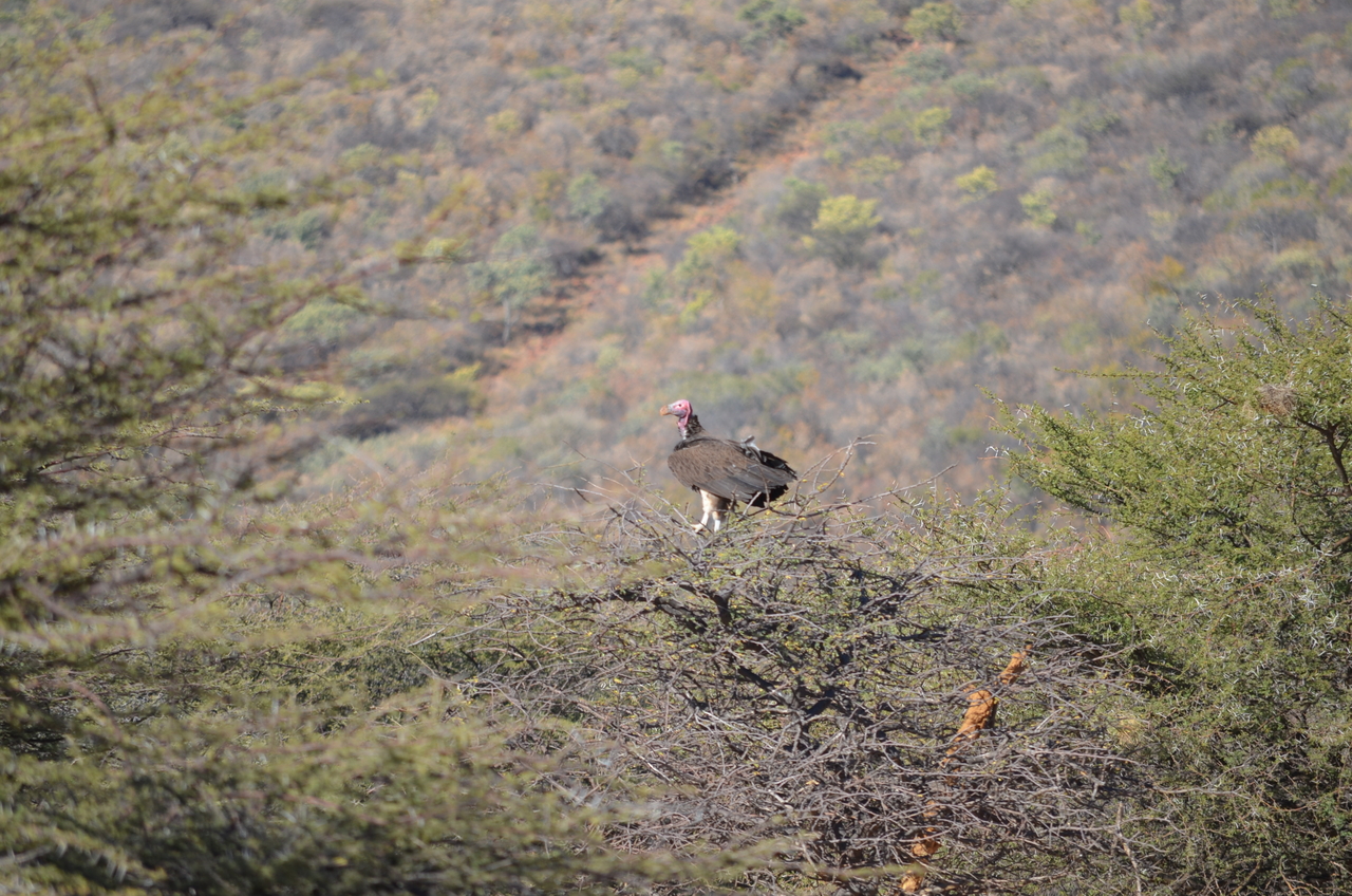 [5042] 2016_06_23_06_09_29_Africa_NIKON_D5100_IMG__00052.jpg