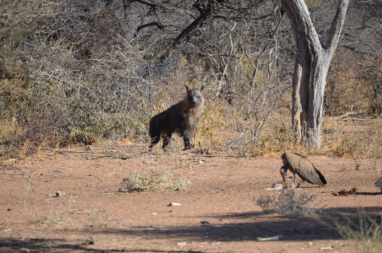 [5049] 2016_06_23_06_14_09_Africa_NIKON_D5100_IMG__04677.jpg