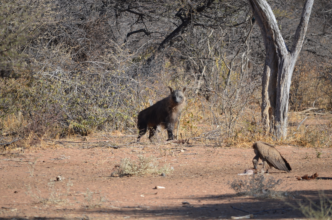 [5050] 2016_06_23_06_14_10_Africa_NIKON_D5100_IMG__00056.jpg