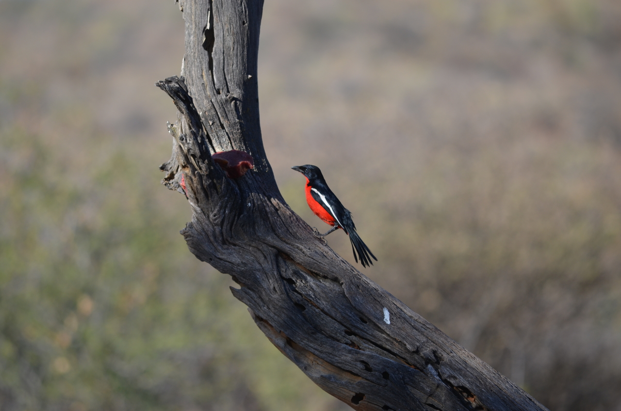 [5054] 2016_06_23_06_27_02_Africa_NIKON_D5100_IMG__00058.jpg