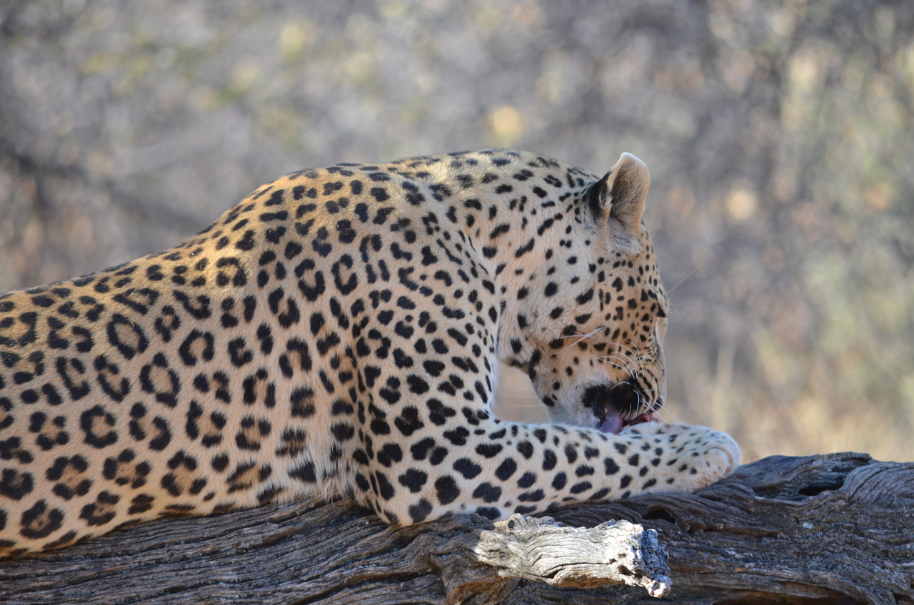 [5057] 2016_06_23_06_29_46_Africa_NIKON_D5100_IMG__04681.jpg