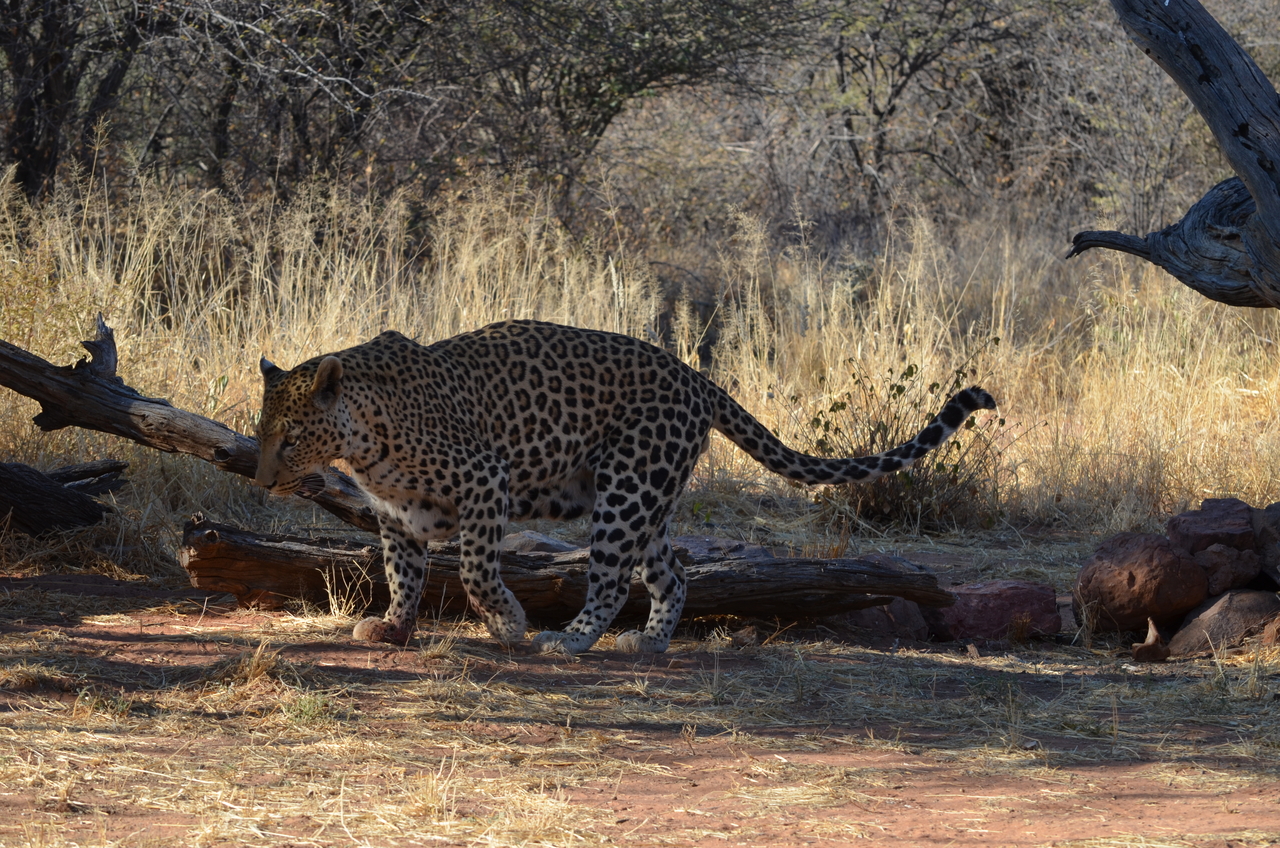 [5075] 2016_06_23_06_36_04_Africa_NIKON_D5100_IMG__04690.jpg