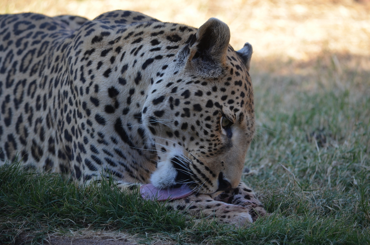 [5102] 2016_06_23_06_40_25_Africa_NIKON_D5100_IMG__00082.jpg