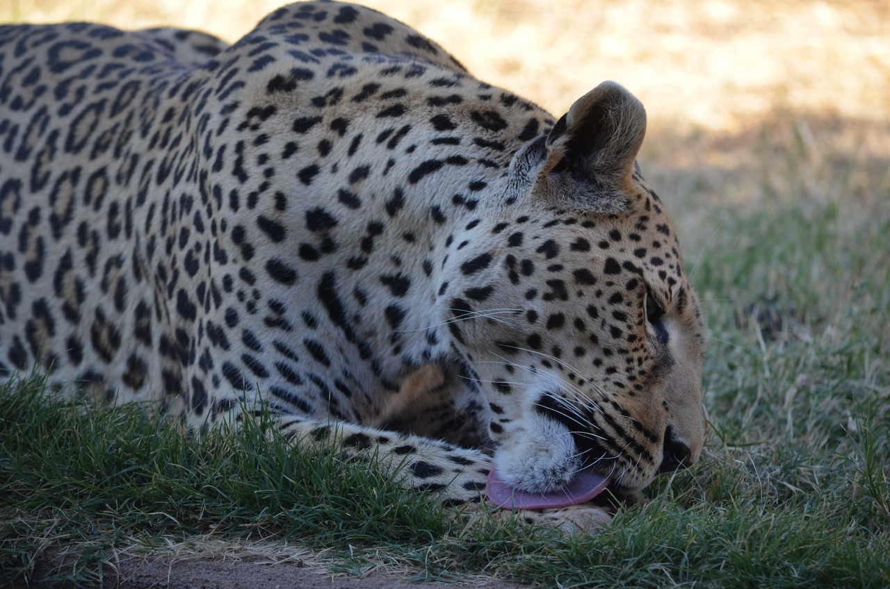 [5105] 2016_06_23_06_40_26_Africa_NIKON_D5100_IMG__04705.jpg